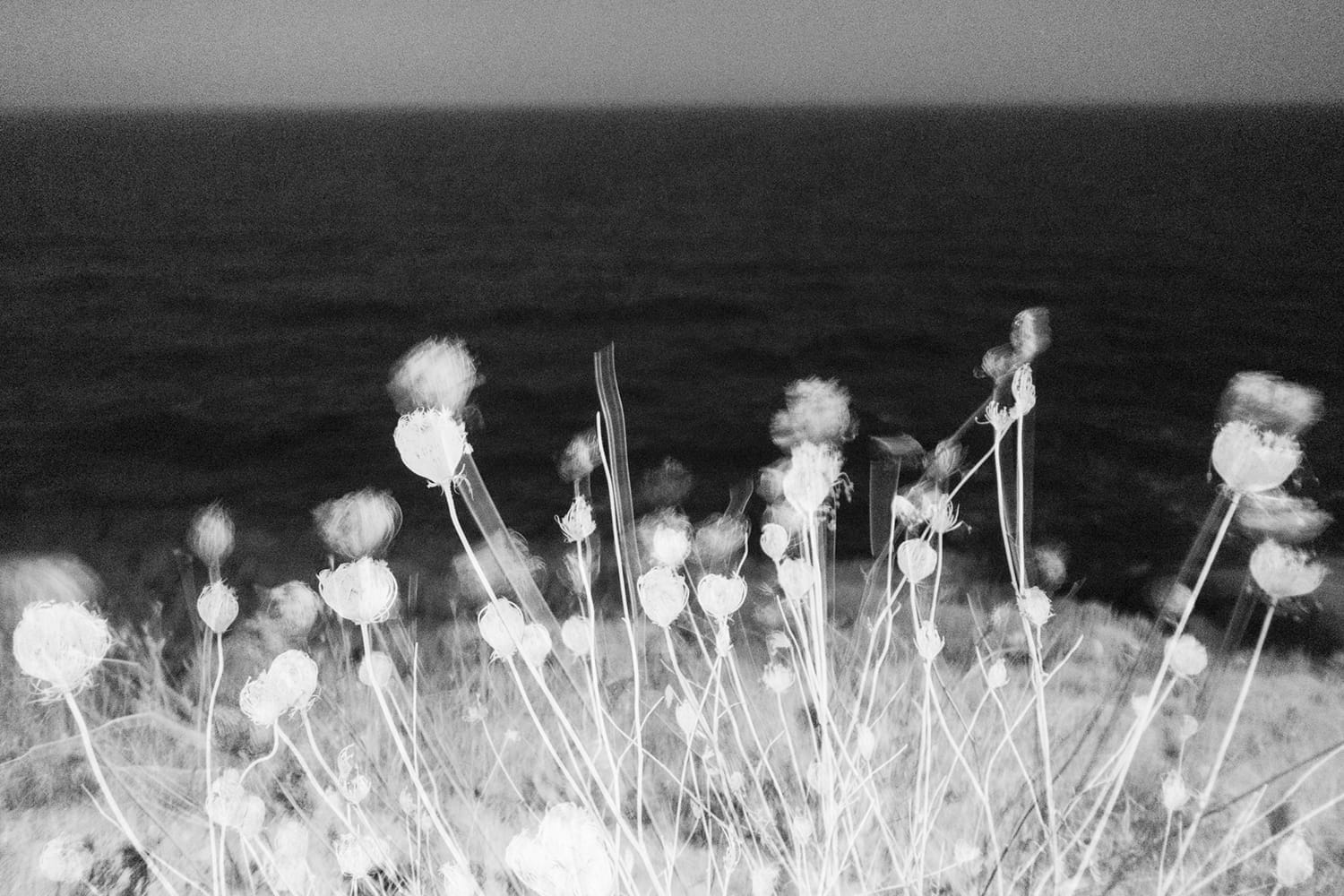 Costal Plants At Dusk
