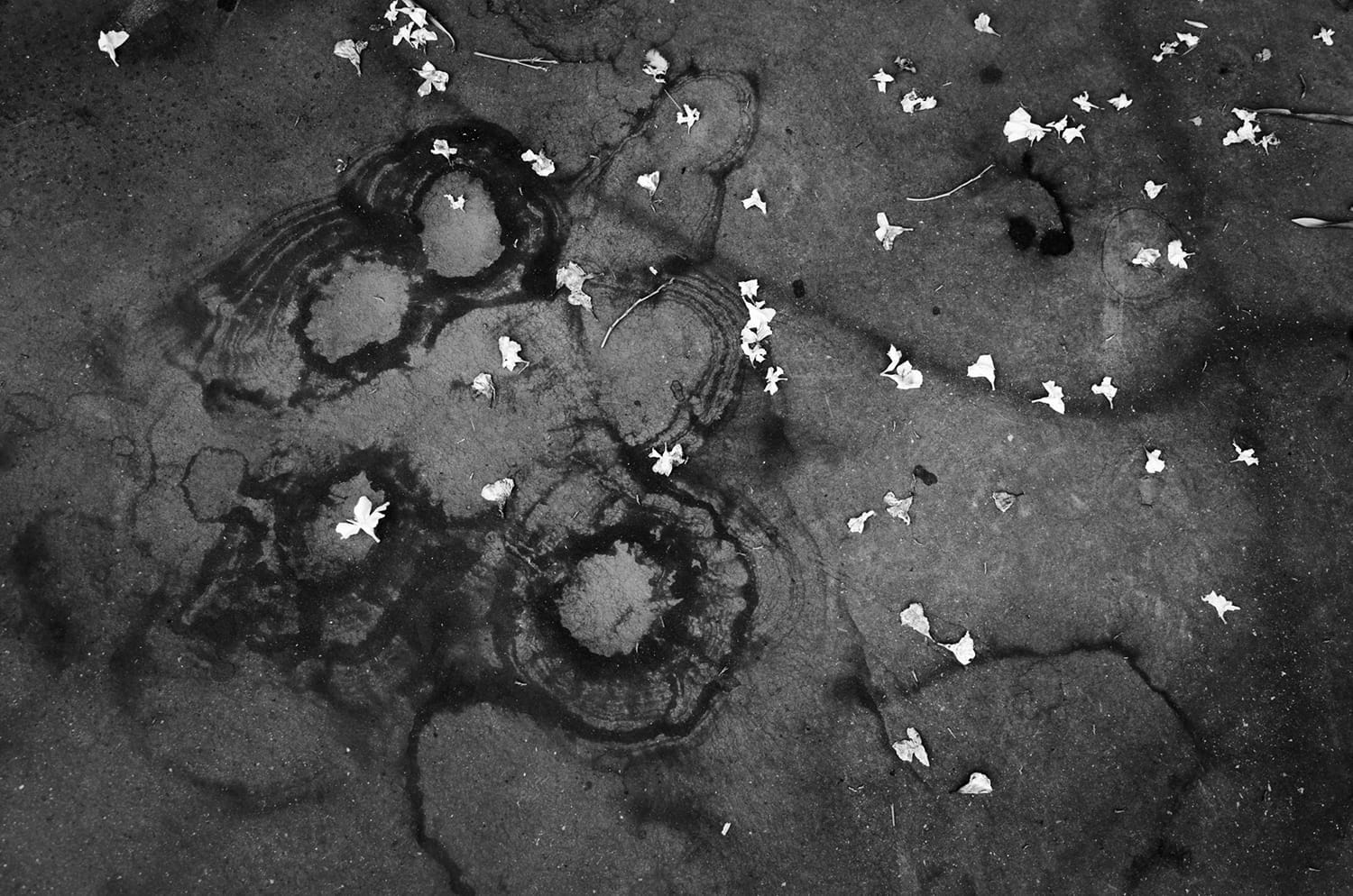 Oil Stains And Flowers