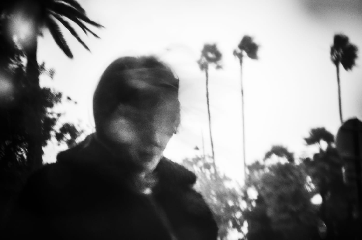 Windswept Palms